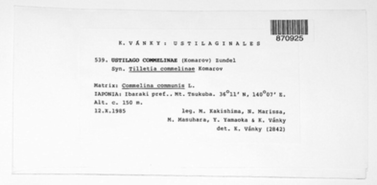 Kalmanago commelinae image
